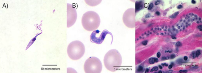 <p>State the morphologic state in order from left to right.</p>