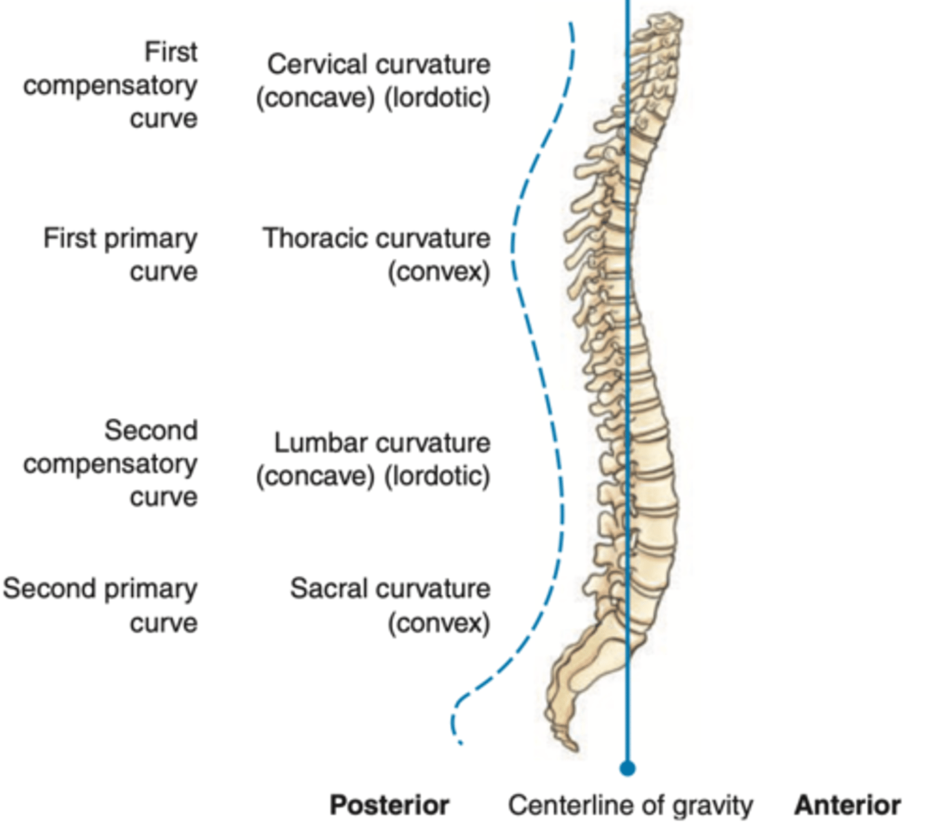 <p>Cervical and lumbar regions (inward)</p>