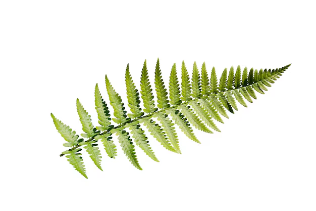 <p>[Noun] A flowerless plant with feathery green fronds. (蕨类植物)</p>