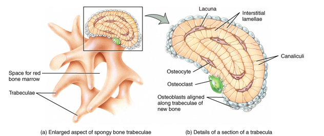 <p>Trabéculas irregulares que se ramifican y se unen entre si para formar una trama reticular cuyos espacios están llenos de medula ósea roja proporcionándole protección y soporte.</p><p>20% del esqueleto</p><ul><li><p>Carece de osteonas</p></li><li><p>Formado por trabéculas/espículas donde los osteocitos estan dispuestos en patrones irregulares</p></li><li><p>Se ubican en huesos cortos, planos e irregulares, y en la epífisis de los huesos largos</p></li></ul>