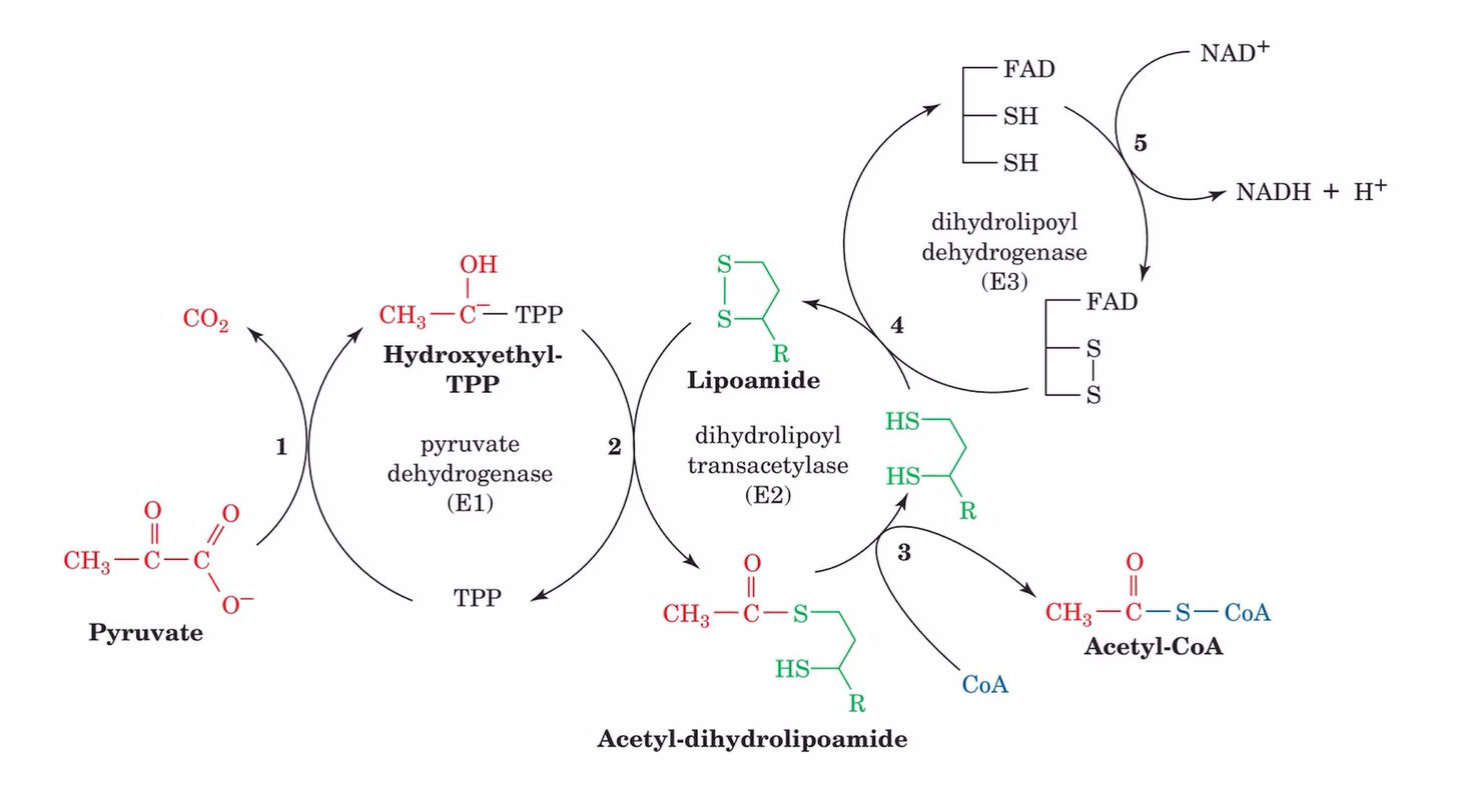 <p>happens in mitochondria matrix</p><ol><li><p>pyruvate + thiamine pyrophosphate (pyruvate dehydrogenase) hydroxyethyl-thiamine pyrophosphate + CO2</p></li><li><p>acetyl group + lipoamide (dihydrolipoyl transacetylase) acetyl-dihydrolipoamide</p></li><li><p>acetyl-dihydrolipoamide + CoA-SH (dihydrolipoyl transacetylation) <strong>acetyl-CoA </strong>+ dihydrolipoamide</p></li><li><p>dihydrolipoamide (oxidized dihydrolipoyl dehydrogenase) reduced dihydrolipoyl dehydrogenase + lipoamide</p></li><li><p>dihydrolipoyl dehydrogenase (NAD+→NADH+H+) oxidized dihyrolipoyl dehydrogenase</p></li></ol><p></p>