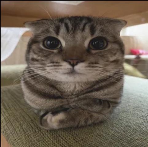 <p>Yo era</p><p>Yo era caricias mi gato.</p><p>Keyword strategy: era, meaning the milestone after a long time has passed.</p>