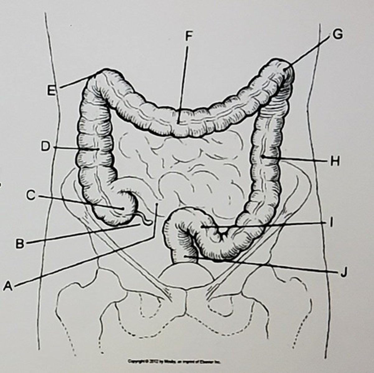 <p>Identify the anatomy:</p>