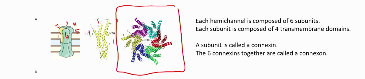<p>Hemichannels&nbsp;</p>