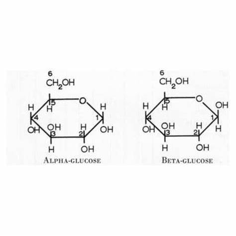 <p>glucose is a <strong>hexose</strong> (6 carbon sugar). It has 2 isomers: alpha and beta glucose.</p><p><strong>A</strong>lpha <strong>B</strong>elow <strong>B</strong>eta <strong>A</strong>bove (whether OH is above or below)</p><p></p>