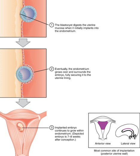 <p>When blastocyst adheres to endometrium, the superficial cells of the trophoblast fuse with each other, forming syncytiotrophoblast, a multinucleated body that digests endometrial cells to secure blastocyst to uterine wall. <br>The uterine mucosa rebuilds and envelops blastocyst. The trophoblast secretes human chorionic gonadotropin (hCG). hCG accumulates in the maternal bloodstream and is excreted in urine.<br>Implantation is complete by middle of the second week, just days after implantation, atp the trophoblast has secreted enough hCG for positive pregnancy test result.</p>