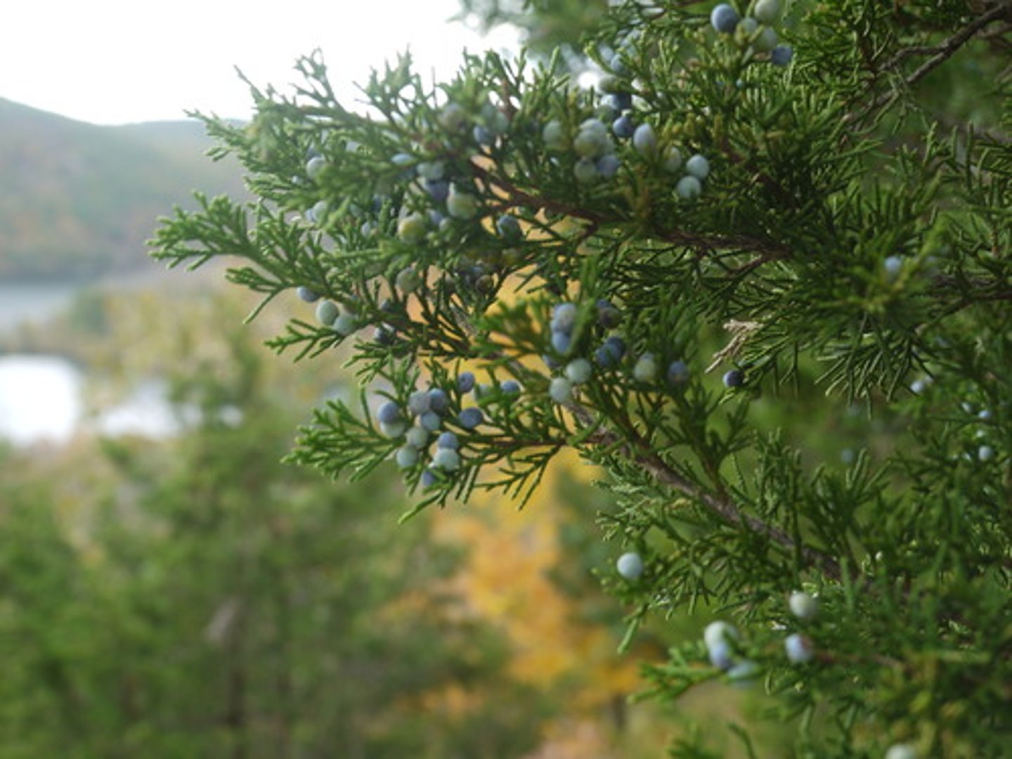 <p>Juniperus virginiana, Cupressaceae</p>