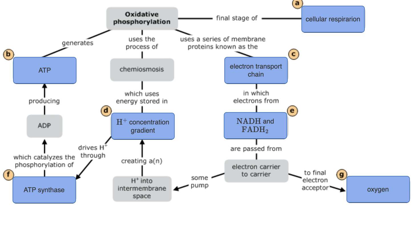 <ul><li><p>Involves the electron transport chain (ETC) &amp; chemiosmosis</p></li><li><p>Nearly 90% of the ATP generated is made in this stage</p></li></ul>