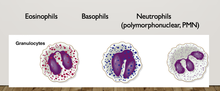 <p>have a granular cytoplasm that contains digestive enzymes and other microbial chemicals</p><ul><li><p>Eosinophils</p></li><li><p>Basophils</p></li><li><p>Neutrophils</p></li></ul><p></p>