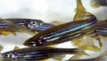 <p>fish</p>