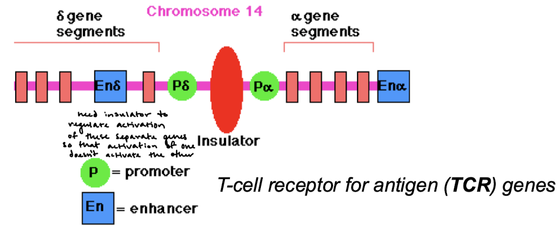 <p>Insulator proteins are a genetic boundary element that blocks the interaction between enhancers and promoters. They bind stretches of DNA (as few as 42 bp) located between the enhancer/silencer(s) and promoter(s) and of neighboring genes or clusters of neighboring genes.</p>