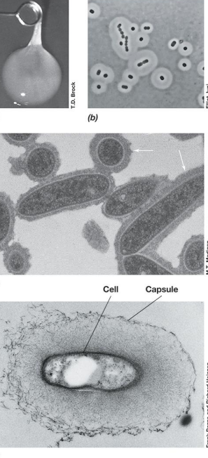 <p>• Capsules and Slime Layers  – sticky <em><u>polysaccharide coa</u></em>t outside cell envelope</p><p> –<span style="color: purple;"><strong> capsule</strong></span>: if tightly attached, tight matrix; visible if treated with India ink</p><p> –<span style="color: purple;"> <strong>slime layer</strong></span>: loosely attached, easily deformed</p><p><strong><em><u>– functions :</u></em></strong></p><p><span data-name="black_small_square" data-type="emoji">▪</span> assist in attachment to surfaces </p><p><span data-name="black_small_square" data-type="emoji">▪</span> role in development and maintenance of biofilms </p><p><span data-name="black_small_square" data-type="emoji">▪</span> contribute to infectivity </p><p><span data-name="black_small_square" data-type="emoji">▪</span> prevent dehydration/desiccation</p>