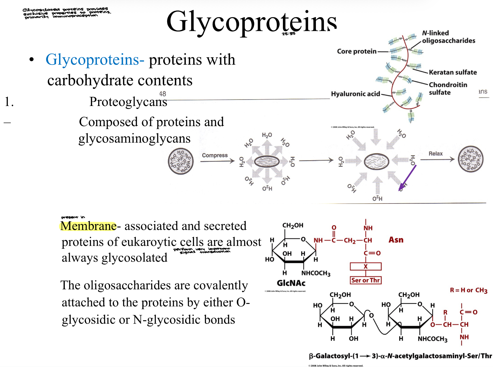 <p>Glycosylated proteins provide exclusive properties to proteins, primarily immunoproception&nbsp;</p><ul><li><p><strong>Glycoproteins</strong>- proteins with carbohydrate contents&nbsp;</p></li></ul><ol><li><p>Proteoglycans&nbsp;</p></li></ol><ul><li><p>Composed of proteins and glycosaminoglycans&nbsp;</p></li><li><p>Membrane- associated and secreted proteins of eukaryotic cells are almost always glycosolated</p><ul><li><p>perform very important signal transduction&nbsp;</p></li></ul></li><li><p>The oligosaccharides are covalently attached to the proteins by either O-glycosidic or N-glycosidic bonds</p></li></ul><p></p>