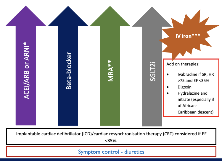 <ul><li><p><span style="color: rgb(253, 253, 253);">Angiotensin Receptor-Neprilysin Inhibitors e.g. sacubitril/valsartan co</span><span style="color: rgb(246, 246, 246);">nsidered in symptomatic people despite first line max treatment with reduced EF (<35%)</span></p></li><li><p><span style="color: rgb(246, 246, 246);">Mineralocorticoid Receptor Antagonists include eplerenone or spironolactone, but can cause gynaecomastia → consider switch to eplerenone</span></p></li><li><p><span>SGLT2 inhibitors →  lower blood glucose by increasing its excretion in urine</span></p></li><li><p><span>IV iron</span><span style="color: rgb(255, 255, 255);"> → all HF patients should be regularly screened for anaemia and iron deficiency → given IV iron if appropriate</span></p></li><li><p><span style="color: rgb(255, 255, 255);">diuretics → symptom control to remove water → don’t affect mortality</span></p></li></ul><p></p>