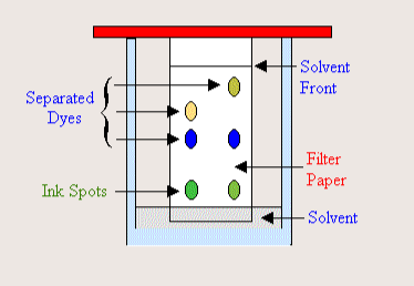 <p><span><span>A separation technique that separates </span></span><u>substances, pigments, and colors</u><span><span>. It separates based on </span></span><strong>polarity </strong><span><span>(separation of electric charge - positive and negative) and </span></span><strong>solubility</strong><span><span> (the ability of a substance to form a solution with another substance)</span></span></p>
