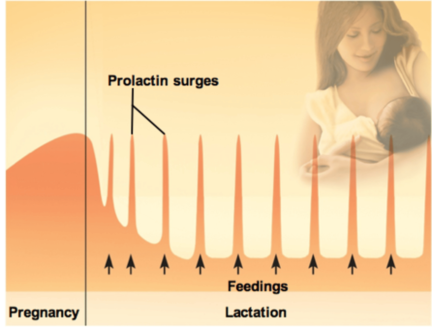 <p>a. At birth, prolactin secretion drops to nonpregnancy levels</p><p>b. Every time the infant nurses prolactin levels jump to 10 to 20 times this level for the next hour</p><p>-Stimulates the synthesis of milk for the next feeding</p><p>-Without nursing, milk production stops in 1 week</p><p>c. Only 5% to 10% of women become pregnant while breast-feeding</p><p>-Inhibition of GnRH and reduced ovarian cycling</p><p>-Natural means of spacing births</p>