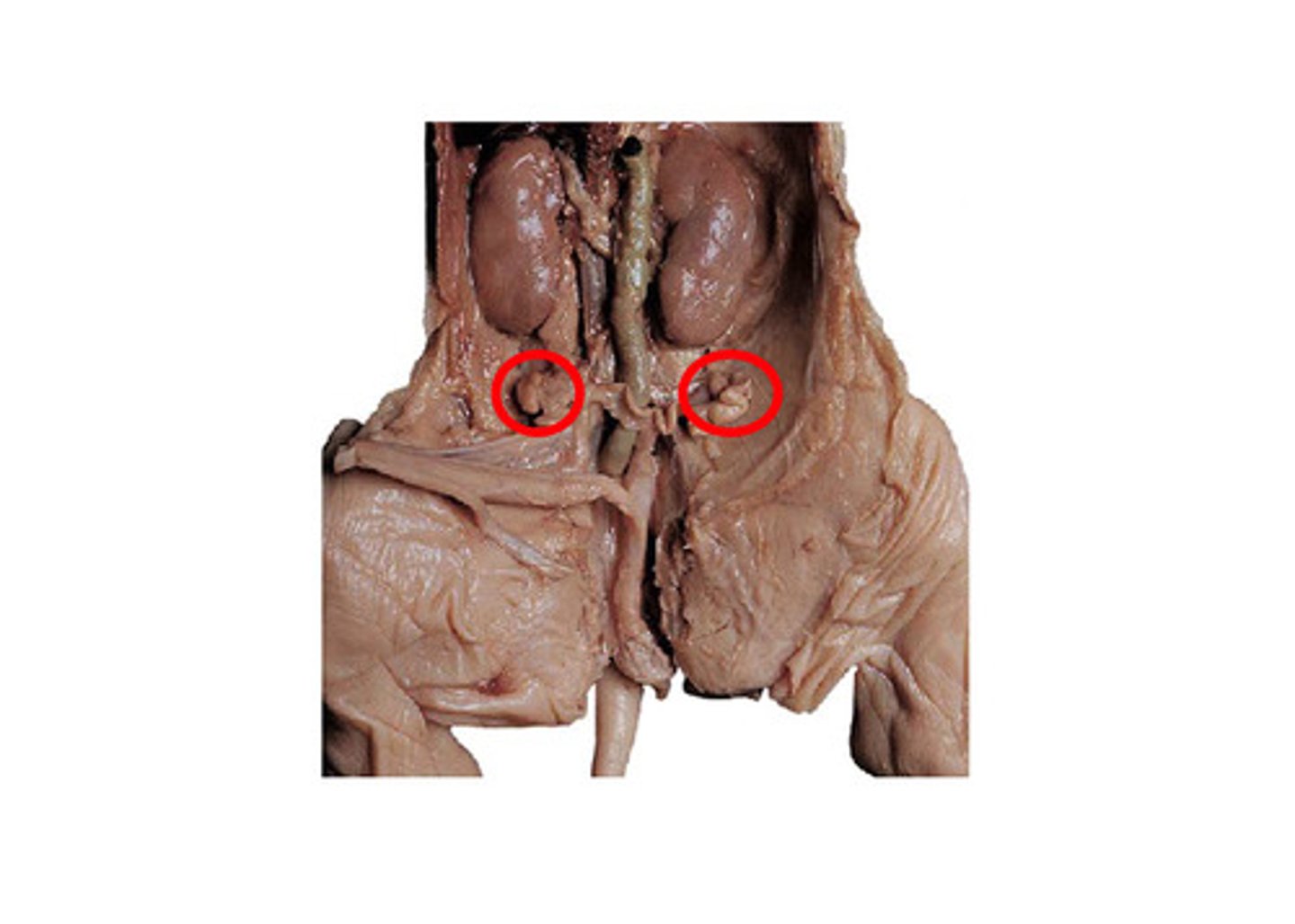 <p>What is the function of the Ovaries?</p>