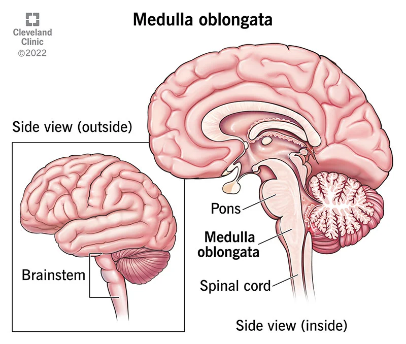 <p>Holds… </p><ul><li><p>Midbrain</p></li><li><p>Pons</p></li><li><p>Medulla Oblongata</p></li></ul>