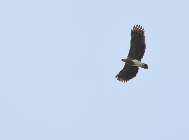 <p>Lesser Fish Eagle</p>