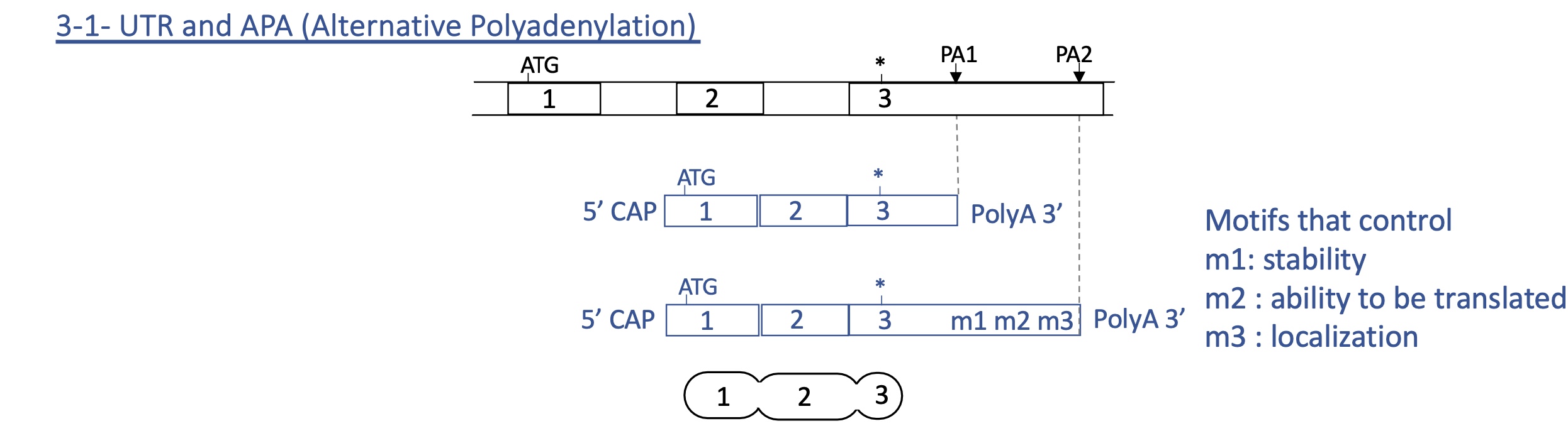 <p>if PA1 used : little to no effect on stability, localisation or ability to be translated&nbsp;</p><p>if PA2 used : can effect stability, localisation and ability to be translated&nbsp;</p><p>=&gt;<strong> final protein remains unchanged</strong> but its <strong>quantity and localisation</strong> can vary depending on PA used&nbsp;</p>