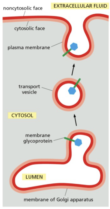 <ul><li><p>transfer between cell compartments</p></li><li><p>membranes are transported by a process of vesicle budding and fusing</p></li><li><p>a vesicle buds from the golgi and fuses with the plasma membrane</p></li><li><p>the orientation of both membrane lipids and proteins are preserved during the process</p><ul><li><p>the original cytosolic surface of the lipid bilayer remains facing the cytosol</p></li><li><p>the noncytosolic surface continues to face away from the cytosol, toward the lumen of the golgi and the transport vesicle or towards the extracellular fluid</p></li></ul></li><li><p>the glycoprotein remains the same orientation with its attached sugar facing the noncytosolic side&nbsp;</p></li></ul><p></p>