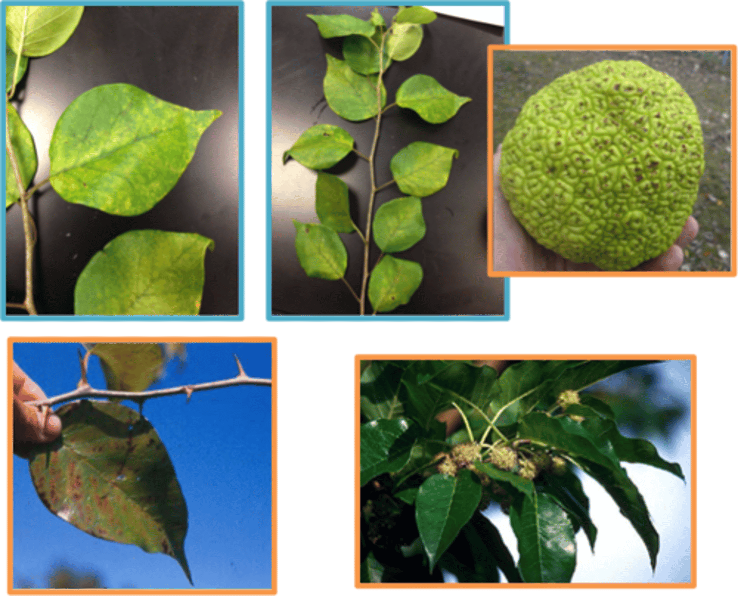 <p>Osage-orange</p><p>or</p><p>Bois D'arc</p><p>or</p><p>hedgeapple</p><p>Family: Moraceae</p>