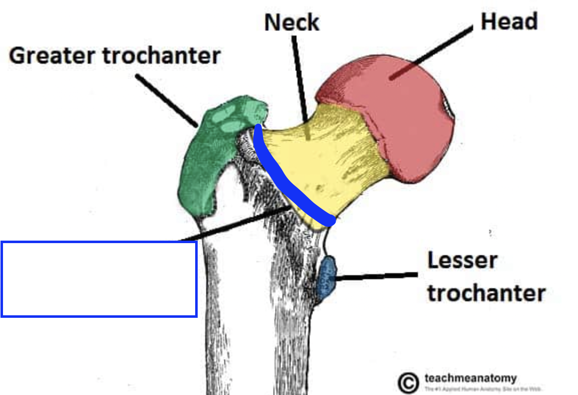 <p>variable, fairly vertical, roughened line that passes between the LESSER and GREATER TROCHANTERS on anterior surface on the FEMORAL NECK</p>