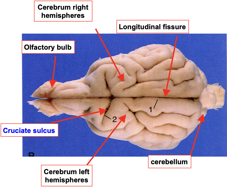 <p><strong>1) Longitudinal fissure</strong></p><p></p><p><strong>2) Left and right hemispheres</strong></p><p></p><p><strong>3) CRUCIATE SULCUS </strong></p>