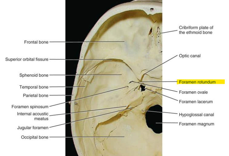 <p>Foramen rotundum </p>