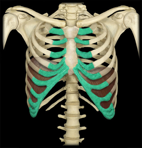 label the bones and features of the pectoral girdle:
_________ cartilage