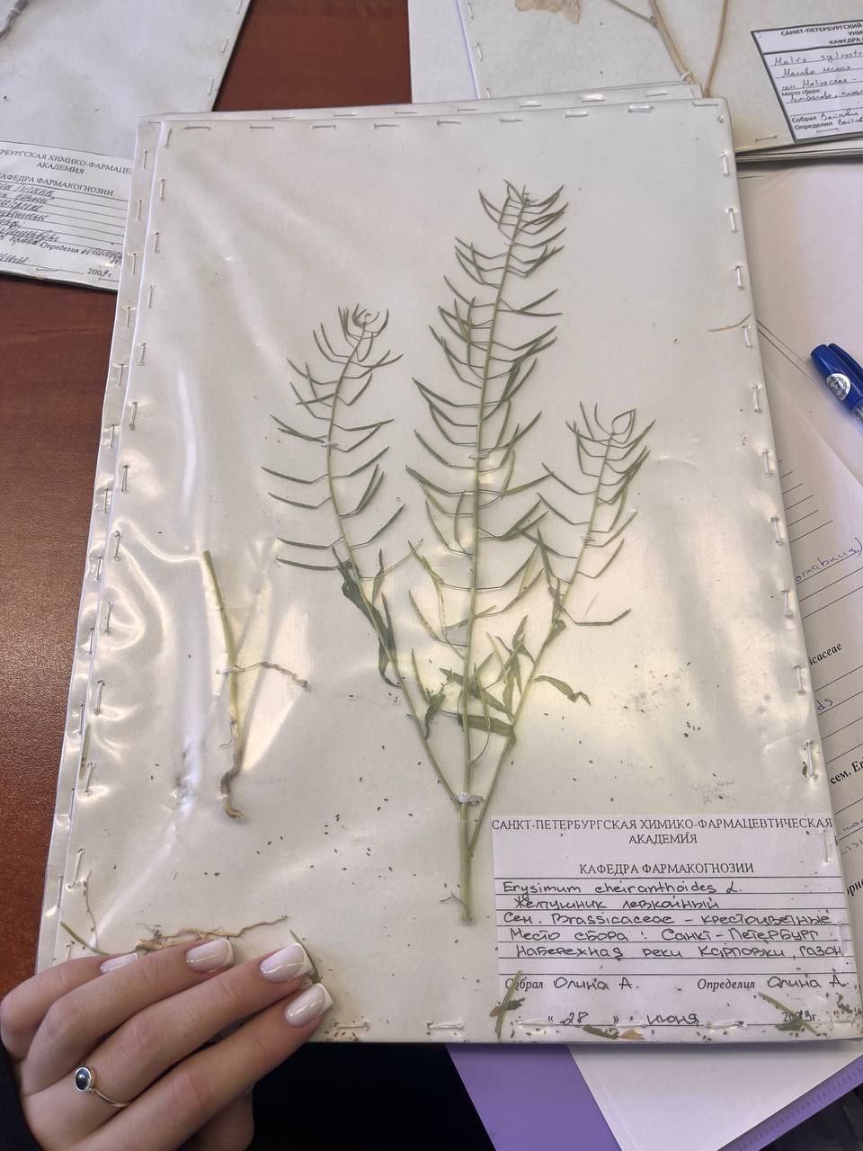 <p>erysimum cherantoides</p><p>brasicaceae</p>