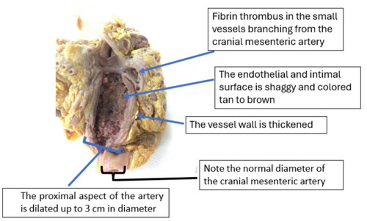 <p>What is the lesion?</p>