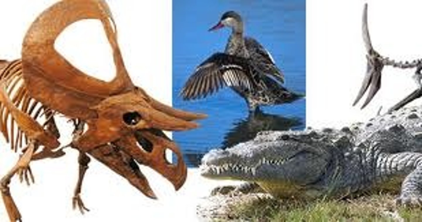<p>Tetrapod-Amniotes</p><p>Crocodilians, pterosaurs, dinosaurs & birds</p>