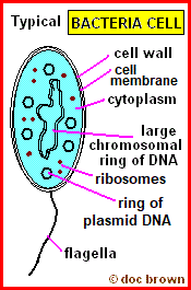 <p>Describe the <mark data-color="#NaNNaNNaN" style="color: inherit;">structure </mark>of Bacteria (6)</p>