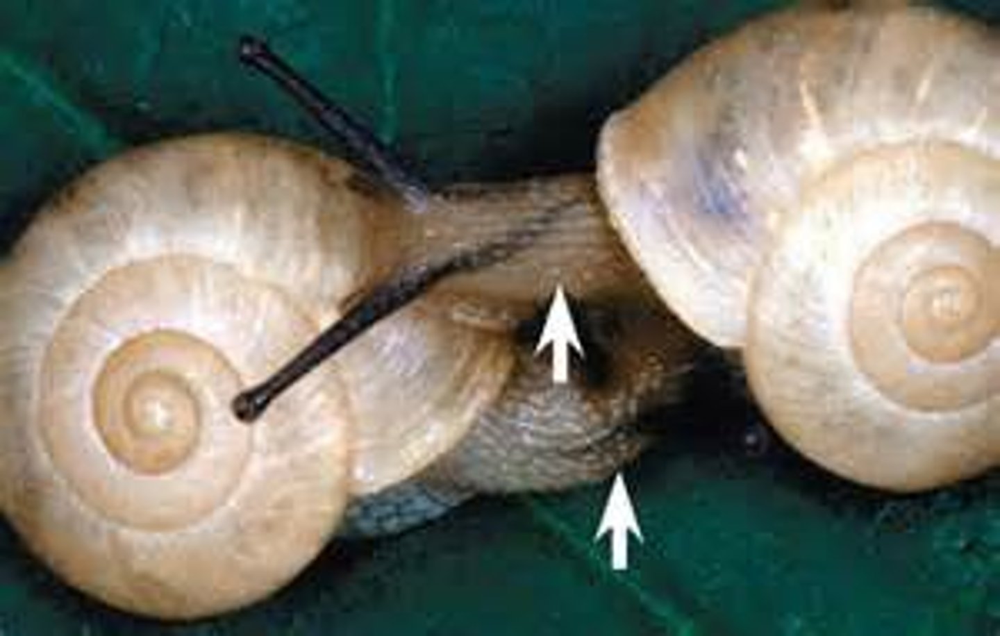 <p>spiral winding of the shell (and visceral mass)</p>