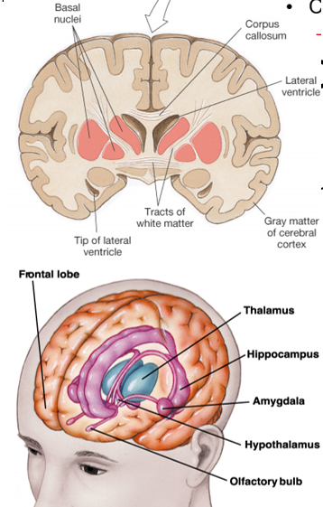 <p><strong>basal nuclei (ganglia)</strong>: control of movement</p><p><strong>corpus callosum</strong>: communication between hemispheres</p><p><u>limbic system: </u></p><ul><li><p><strong>cingulate gyrus</strong>: emotion</p></li><li><p><strong>hippocampus</strong>: learning and memory</p></li><li><p><strong>amygdala</strong>: emotion, reflexive memory, fear</p></li></ul>
