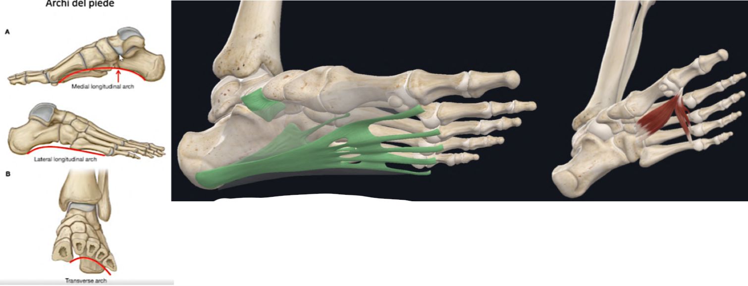 <p>Osservando l’impronta del piede nudo notiamo che il margine mediale non poggia sul suolo → questo è dovuto alla presenza degli ARCHI PLANTARI</p><p>ARCHI FISIOLOGICI DEL PIEDE:</p><ul><li><p>Arco Longitudinale Mediale e Laterale</p></li><li><p>Arco Trasverso</p></li><li><p>La loro funzione è di ammortizzare e distribuire il peso, e aumentare la flessibilità del piede.</p></li></ul><p>Arco longitudinale mediale:</p><ul><li><p>Formato dal margine mediale del piede</p></li><li><p>Calcagno - Testa del Talo (chiave di volta, punto più alto) - Navicolare - Cuneiformi - Primi 3 Metatarsi</p></li></ul><p>Arco longitudinale laterale:</p><ul><li><p>Formato dal margine laterale del piede</p></li><li><p>Calcagno (chiave di volta) - Cuboide - 4° e 5° Metatarso</p></li></ul><p>Arco trasverso:</p><ul><li><p>Sotto la pianta del piede</p></li><li><p>Cuboide - Cuneiformi - Basi dei Metatarsi</p></li></ul><p>QUESTI ARCHI SONO STABILIZZATI DA:</p><ul><li><p>Stabilizzatori passivi → cioè legamenti, che dal più superficiale al più profondo sono:</p><ul><li><p>APONEUROSI PLANTARE, </p></li><li><p>PLANTARE LUNGO</p></li><li><p>PLANTARE BREVE (calcaneocuboideo), </p></li><li><p>CALCANEONAVICOLARE (il più importante)</p></li><li><p>Questi legamenti contrastano l’appiattimento dell’arco sotto carico.</p></li></ul></li><li><p>Stabilizzatori attivi → cioè i tendini dei muscoli che raggiungono il piede. </p><ul><li><p>Tra i più importanti abbiamo il muscolo adduttore dell’alluce (intrinseco)</p></li></ul></li></ul><p></p>
