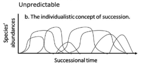 <ul><li><p><span>the idea that </span>vegetation in communities changes over time in response to disturbance<span>. </span></p></li><li><p><span>succession is viewed as the response of species to environmental conditions to maturation and fluctuation</span></p></li><li><p>”individualist” model</p><ul><li><p>individual species independently respond to environmental conditions</p></li></ul></li></ul>