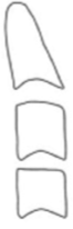 <ul><li><p>concavities at lower borders of both C2, C3 and C4</p></li><li><p>at least one of the bodies of C3 or C4 is rectangular vertical, the other is square shaped</p></li><li><p>more than 2 years beyond peak growth</p></li></ul><p></p>