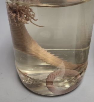 <p>What is in the jar?</p>