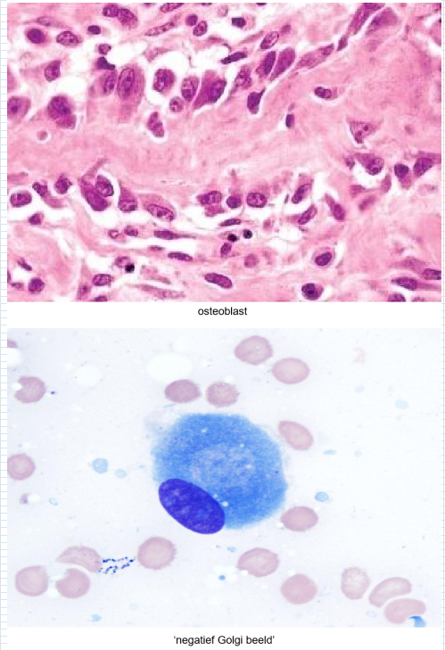 <p><em>de botcellen: osteoblast → elektronenmicroscopisch &amp; lichtmicroscopisch</em></p>