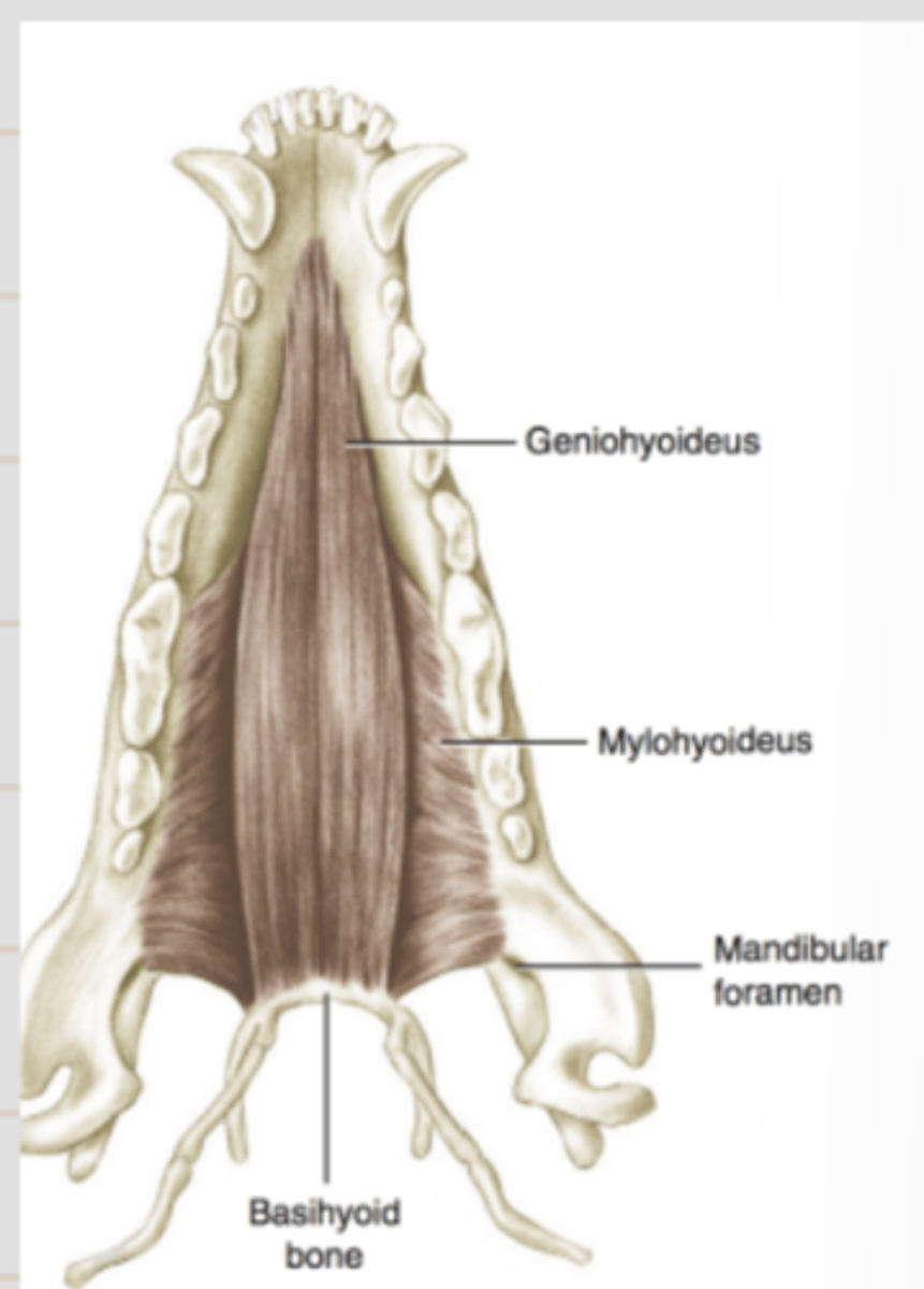 <p><span class="bgP">Innervate :</span>   hyoid bone</p><p><span class="bgP">origin : </span> mandible</p>