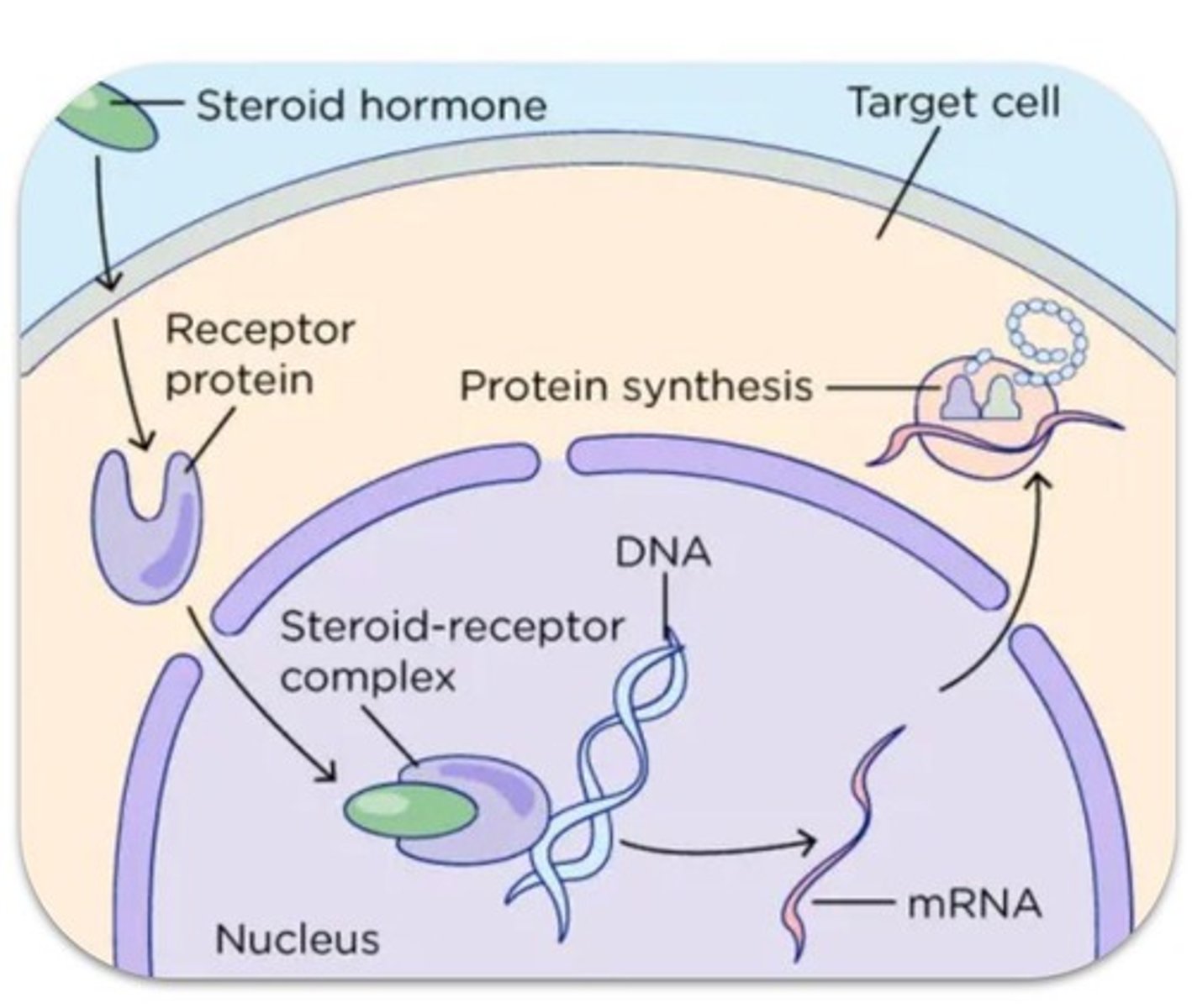 <p>Hydrophobic ligands capable of crossing the cell membrane, such as steroids.</p>