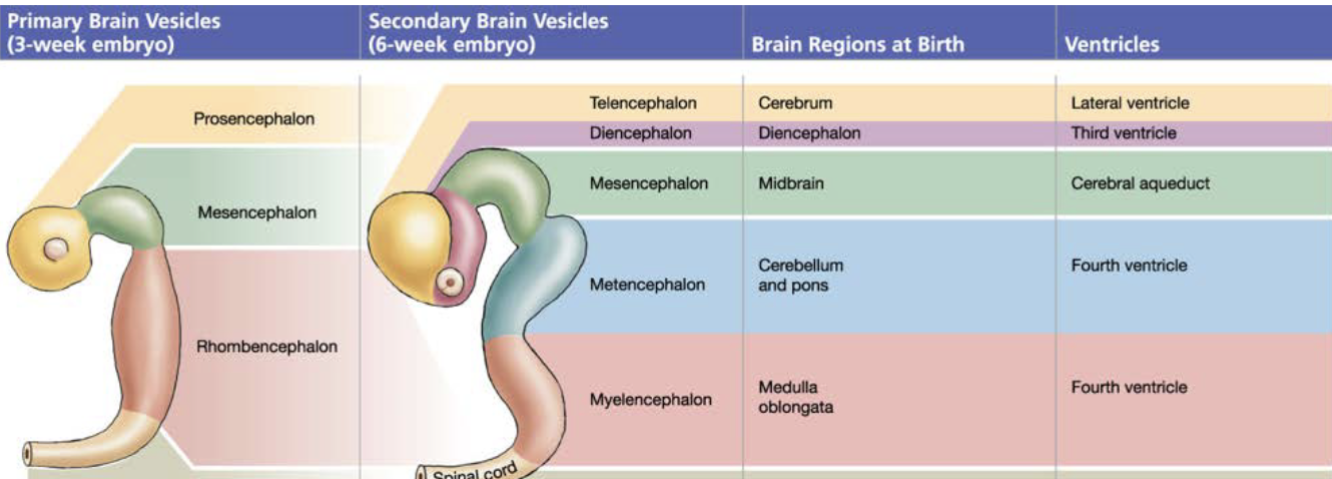 <p>• The CNS begins as a hollow neural tube w/ a fluid-filled lumen<br><strong>(neurocoel)</strong><br>• Neurocoel expands &amp; forms the brain’s various<strong> ventricles</strong><br></p><p>• 4 th wk of dev’t: <strong>3 primary brain vesicles</strong> form in the neural tube:<br>•<mark data-color="blue"> prosencephalon: </mark>forebrain<br>•<mark data-color="blue"> mesencephalon: </mark>midbrain<br>•<mark data-color="blue"> rhombencephalon:</mark> hindbrain</p><p></p><p>• 6 th wk of dev’t: <strong>prosencephalon &amp; rhombencephalon </strong>subdivide<br><strong>• prosencephalon</strong><br><strong>• diencephalon:</strong> thalamus &amp; hypothalamus<br><strong>• telencephalon: </strong>cerebrum<br><strong>• mesencephalon: </strong>does not divide<br><strong>• rhombencephalon</strong><br><strong>• myelencephalon: </strong>medulla oblongata<br><strong>• metencephalon: </strong>pons &amp; cerebellum</p><p></p><p>Know how to diagram this out***</p>