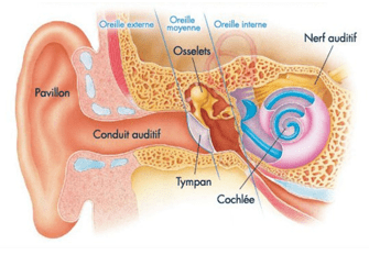 <p>le tympan: vivreavec le son</p><p>les osselets: amplifie les vibrations, </p><p>la cochlée: tranfrome la vibration en signal nerveux envoyé au cerveau par le nerf auditif </p>