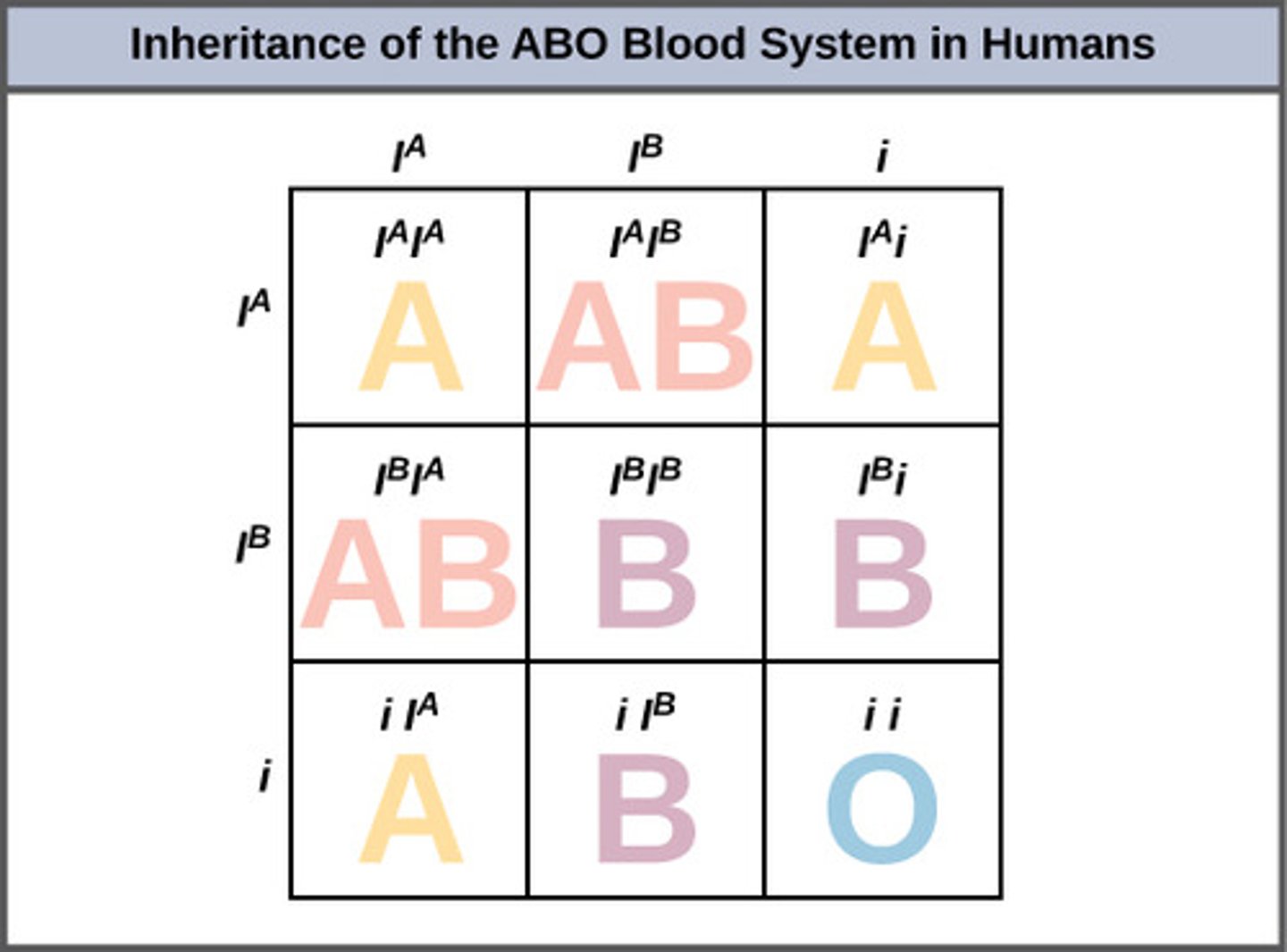 <p>multiple alleles</p>
