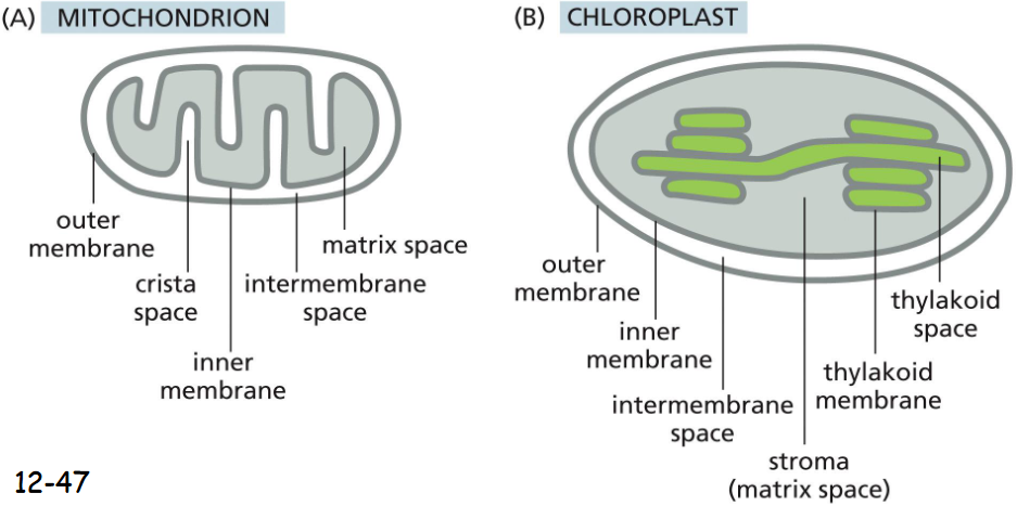 <p>Thylakoid membrane is not connected to the inner membrane.</p>