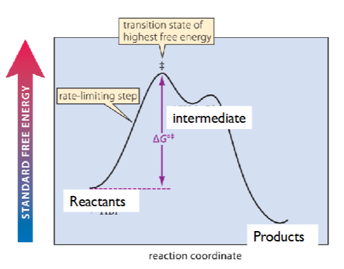 <ul><li><p>rate-limiting step is highest climb</p></li><li><p>transition state of highest free energy/activated complex = peak</p></li><li><p>intermediate present in valley (ie bromonium ion)</p></li><li><p>exothermic reaction (reactants have higher energy than products)</p><ul><li><p>deltaG rxn = deltaG products - deltaG reactants</p></li><li><p>deltaG rxn &lt;0 → spontaneous or favorable</p></li></ul></li></ul><p></p>