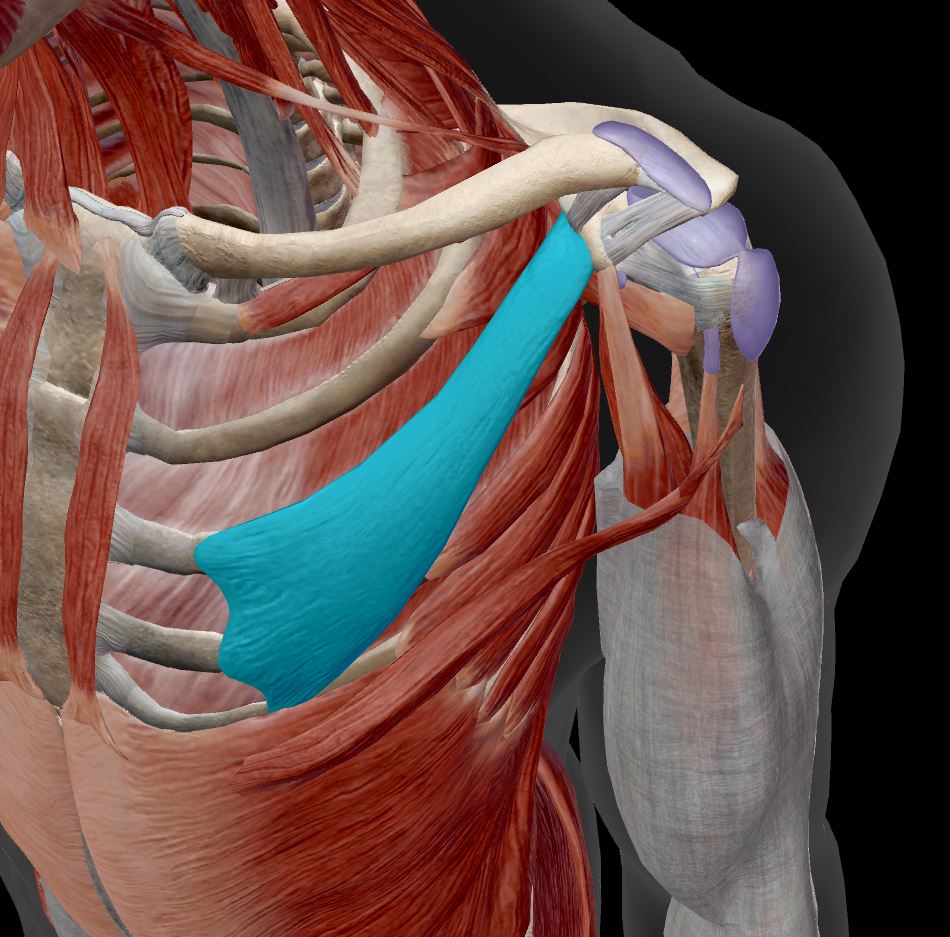 <p>shoulder girdle muscle&nbsp;</p>