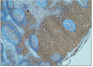 <p>name of histologic slide:</p><p>Specie: </p><p>Stain used:</p>
